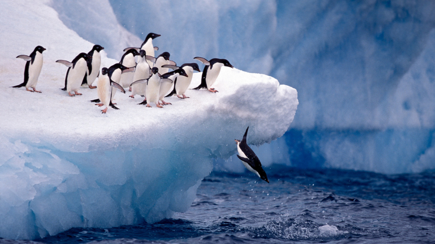 Penguins Ice i Stock 95484085